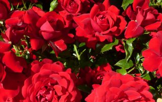 A Dozen Red Roses Valentines Inspiration