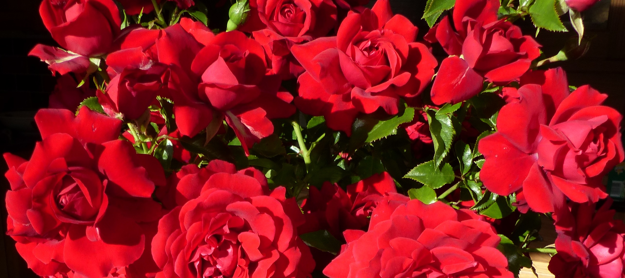 A Dozen Red Roses Valentines Inspiration