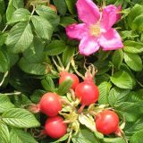 Scabrosa - Rose Hips