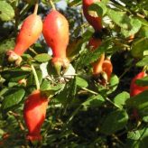 Rosa moyseii - Hips