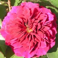 Prospero - Red Shrub Rose