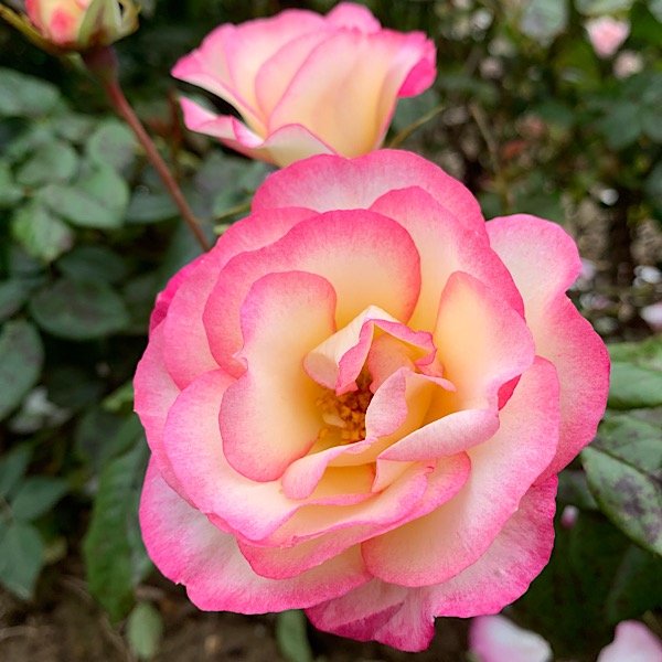 Handel a beautiful pink and yellow climber.