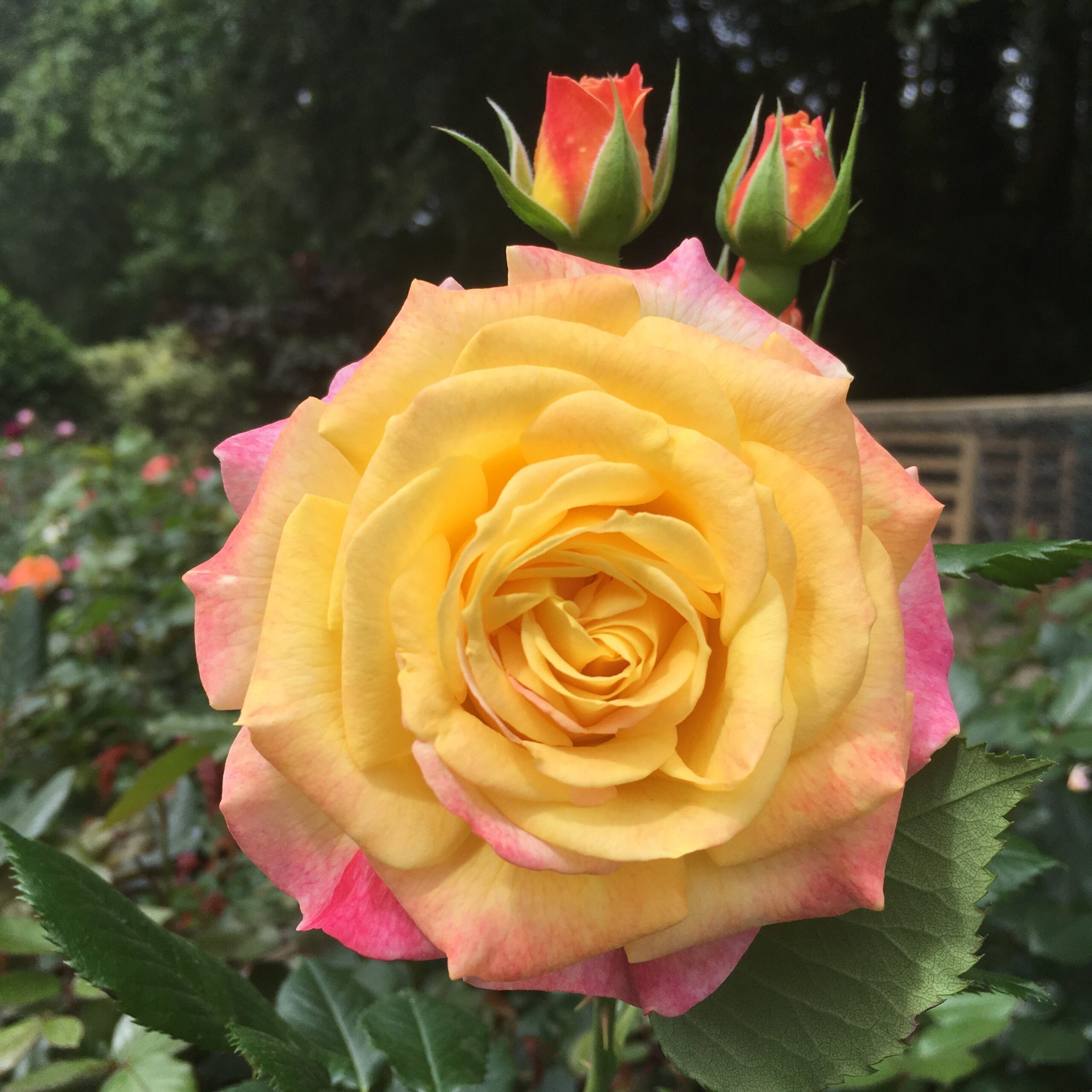 Smiles - Modern Bush Rose