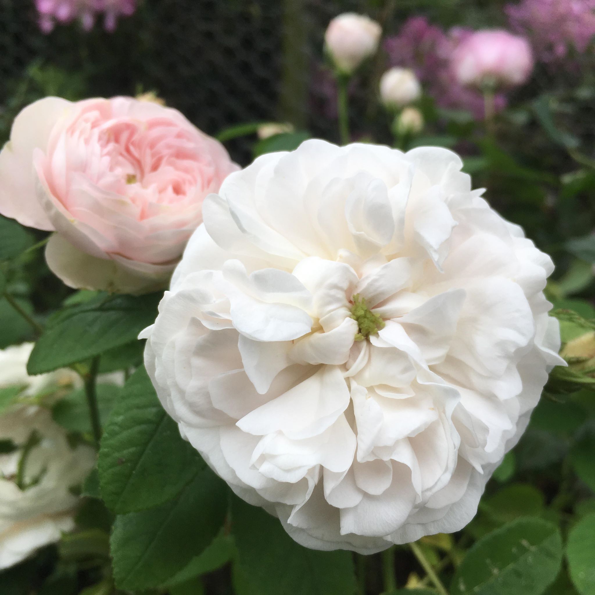 Mme Zoetmans - White Damask Rose