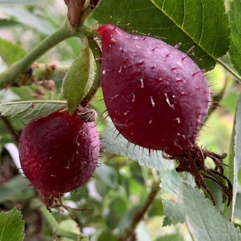 Rosa pomifera has apple coloured and shaped hips in the autumn, deep rich red.