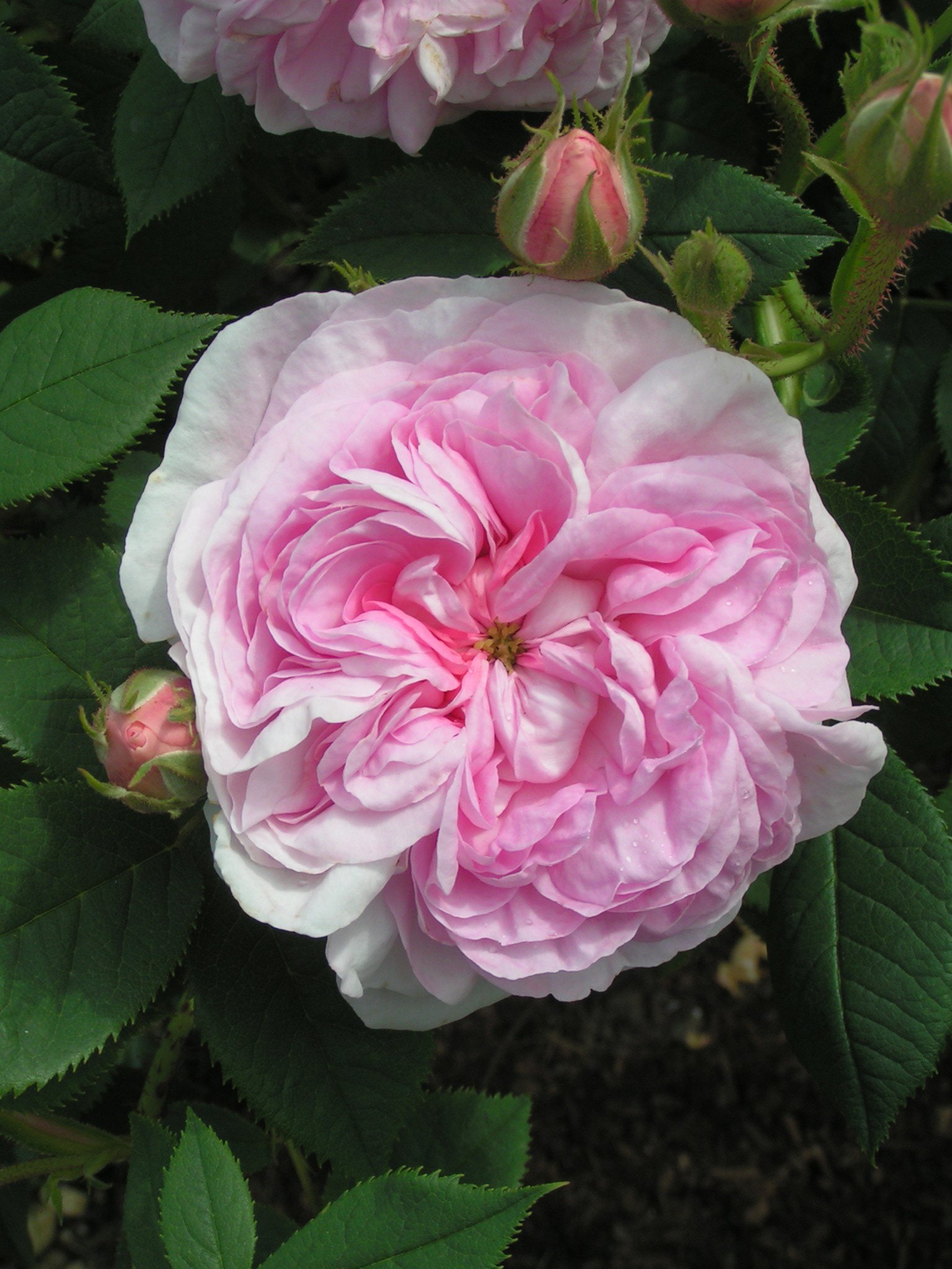 Beautiful Pink Old Rose - Queen of Denmark