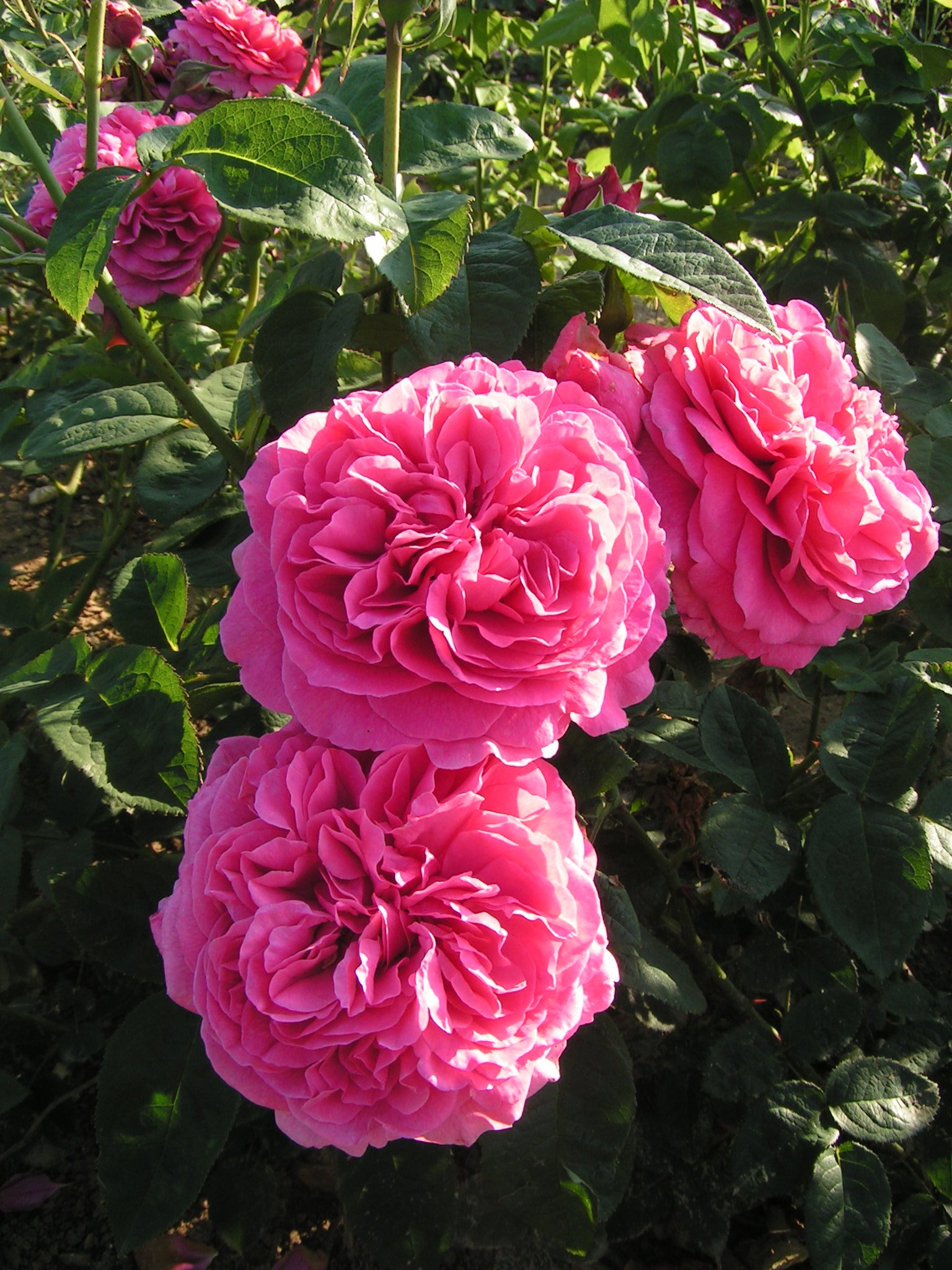 Simone, a new shrub rose named by Trevor White