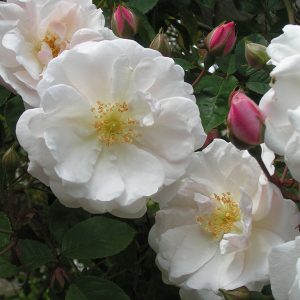 Adelaide d' Orleans - White Rambling Rose