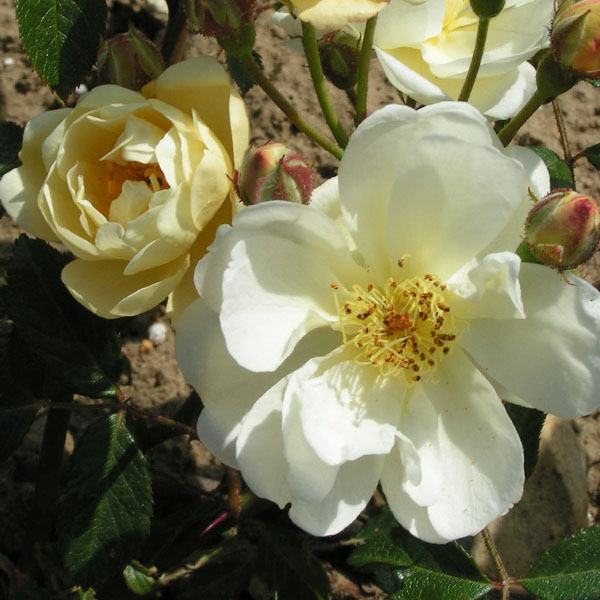 Aglaia - Yellow Rambling Rose