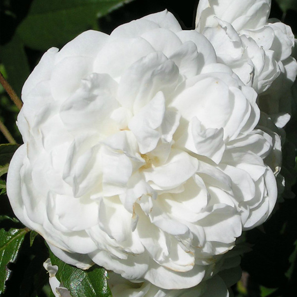 Aimee Vibert - White Climbing Rose