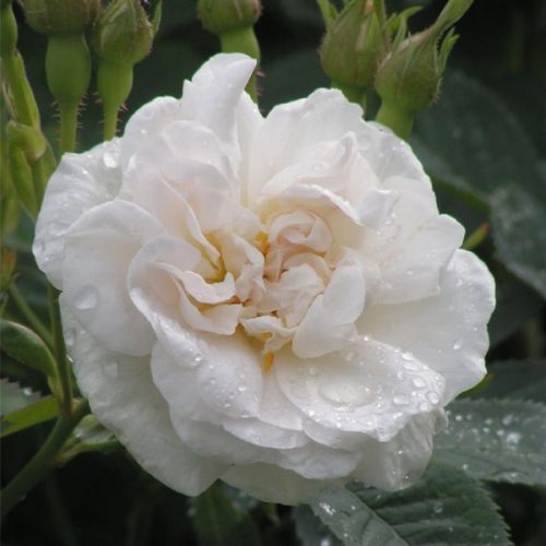 Alba Maxima - White Alba Rose