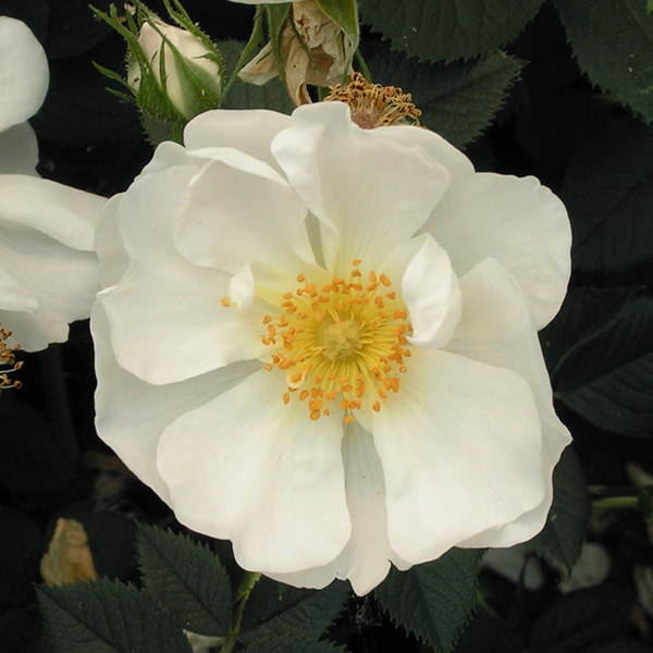 Alba Semi Plena - White Alba Rose