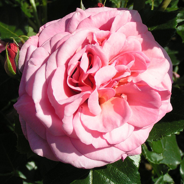 Aloha - Pink Climbing Rose