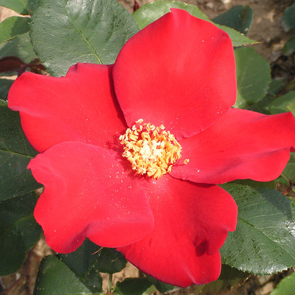 Altissimo - Red Climbing Rose