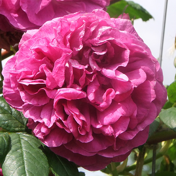 Amadis - Pink Climbing Rose