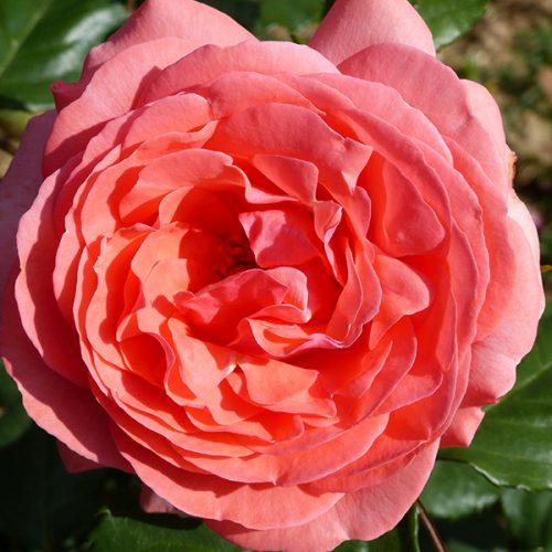 Amelia - Pink Renaissance Rose