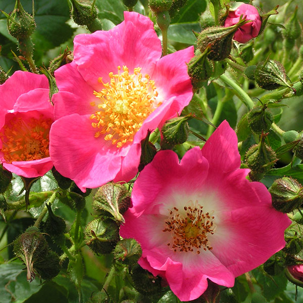American Pillar - Pink Rambling Rose