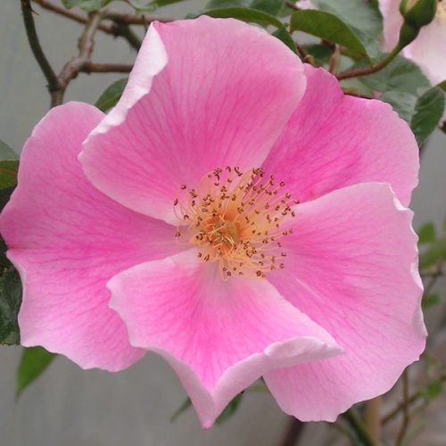 Anemone Rose - Pink Climbing Rose