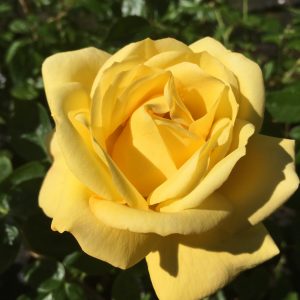 Arthur Bell - Yellow Climbing Rose