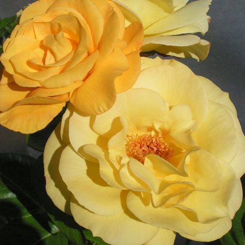 Arthur Bell - Yellow Climbing Rose