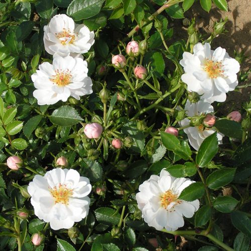 Avon - White Ground Cover Rose