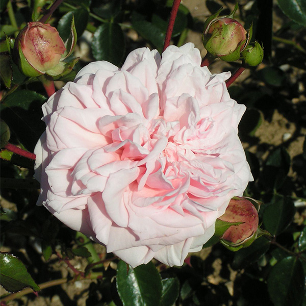 Awakening - Pink Climbing Rose
