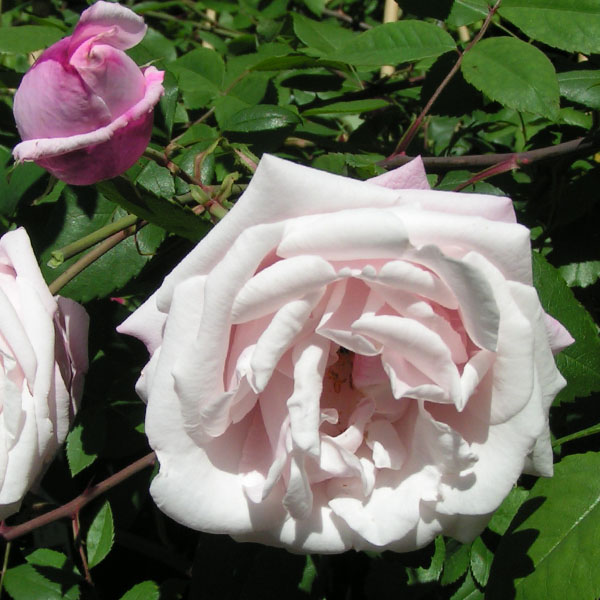 Ayrshire Splendens - Pink Rambling Rose