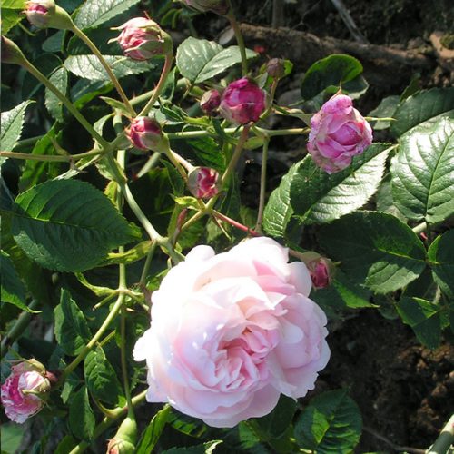 Baltimore Belle - Pink Rambling Rose
