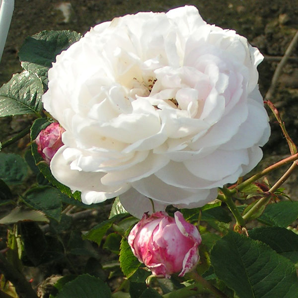 Baltimore Belle - Pink Rambling Rose