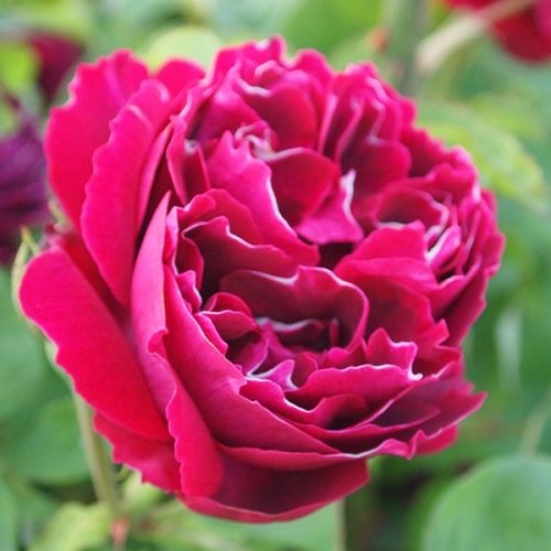 Baron Girod de l'Ain - Striped Hybrid Perpetual Rose