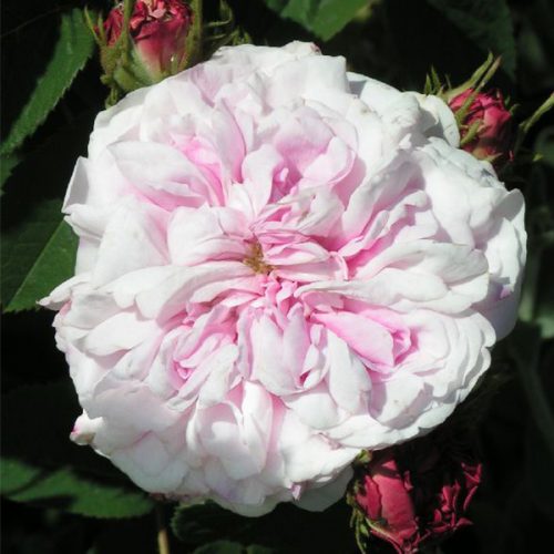 Bellard - Pink Alba Rose