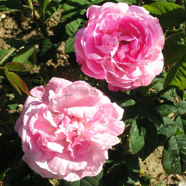 Belle Amour - Pink Alba Rose