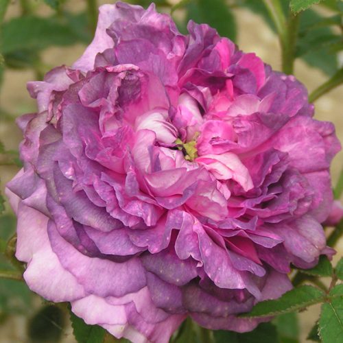 Belle de Crecy - Lilac Gallica Rose