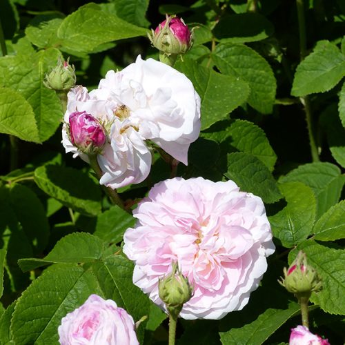 Belle Isis - Pink Gallica Rose