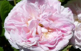 Belle Isis - Pink Gallica Rose
