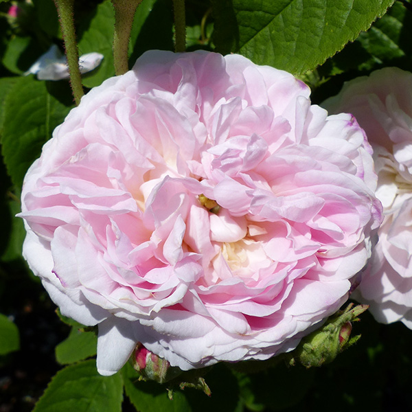 Belle Isis - Pink Gallica Rose
