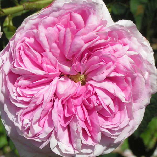 Belle sans flatterie - Pink Gallica Rose