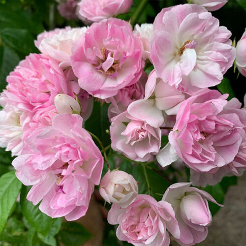 Belvedere is full of semi double flowers in clusters of pink and white.