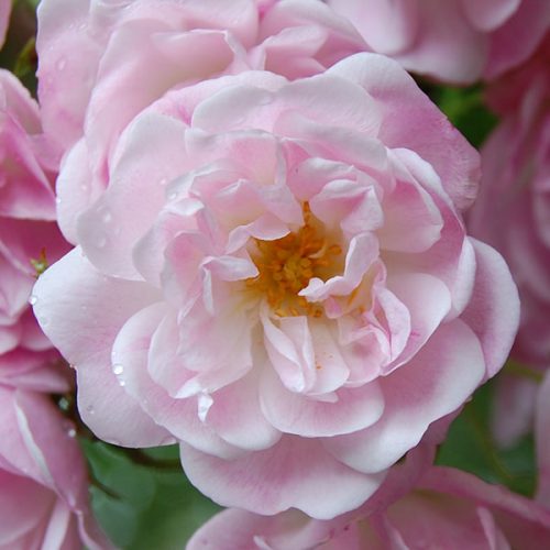 Belvedere - Pink Rambling Rose