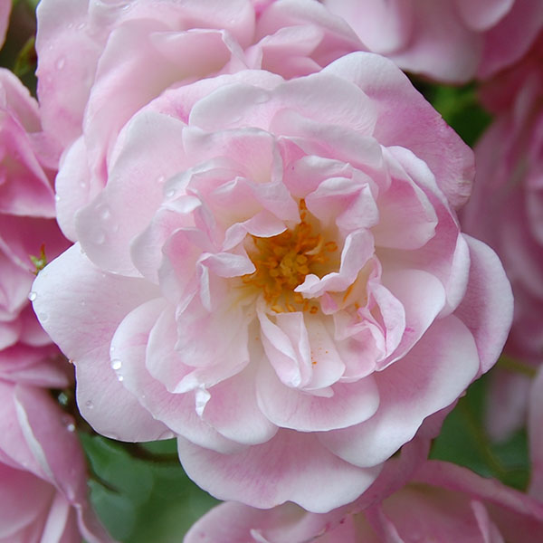 Belvedere - Pink Rambling Rose
