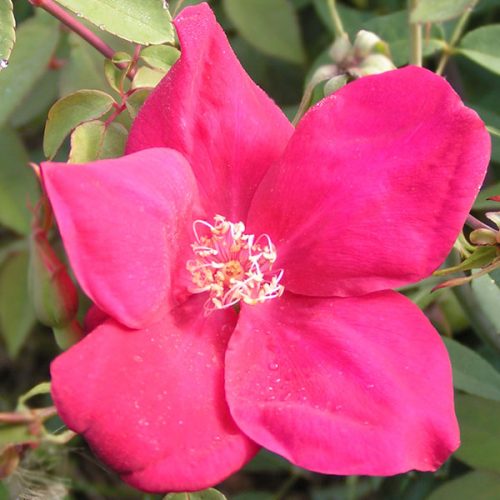 Bengal Crimson- Crimson China Rose, but also known as Bengal Beauty