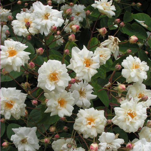 Bennett's Seedling - White Rambling Rose