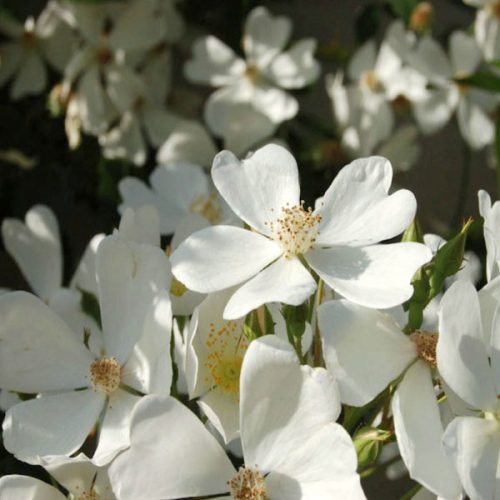 Betty Sheriff - White Rambling Rose