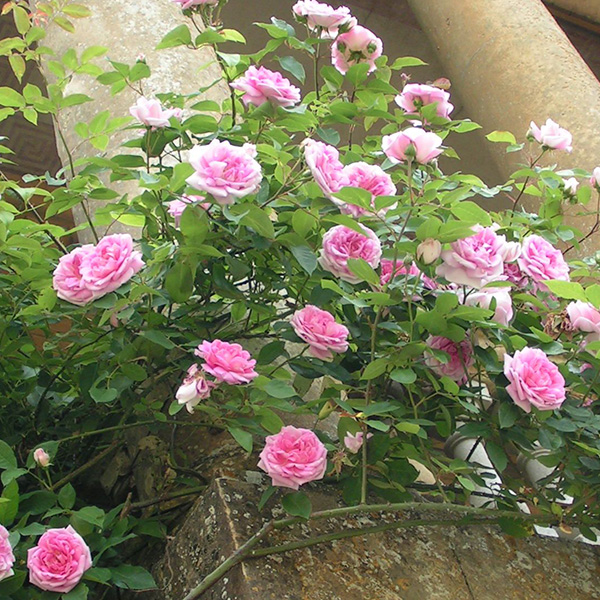 Blairii No.2 - Pink Climbing Rose
