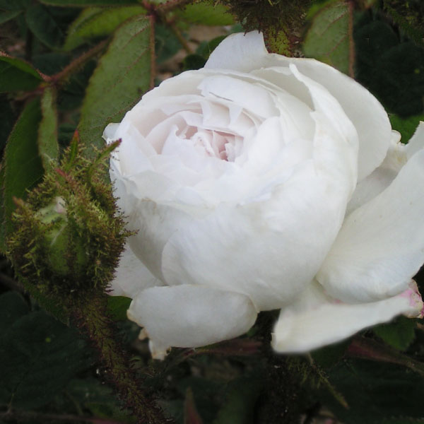 Blance Moreau - White Moss Rose