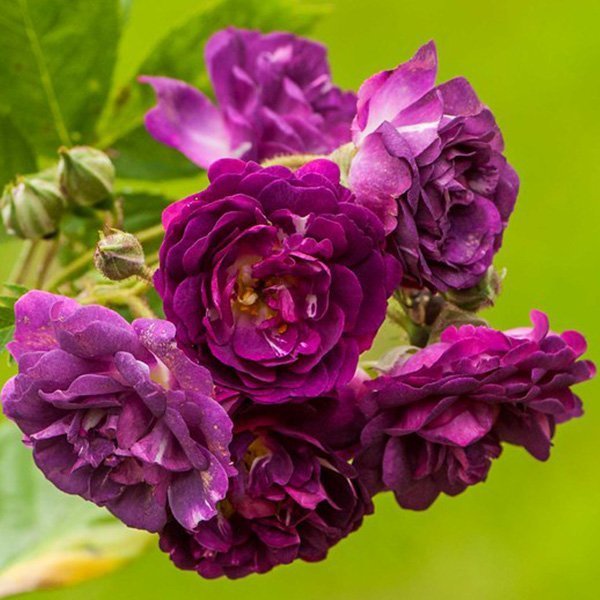Bleu Magenta - Image 2