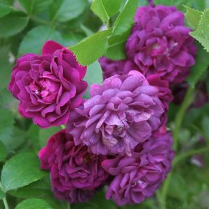 Bleu Magenta is a Purple Rambling Rose.