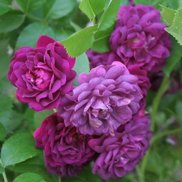 Bleu Magenta is a Purple Rambling Rose.