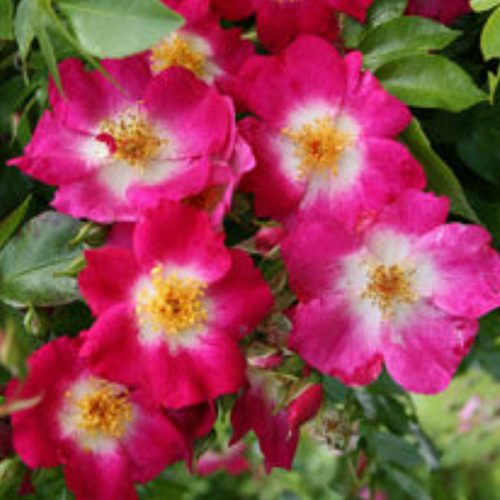 Bloomfield Courage - Red Rambling Rose