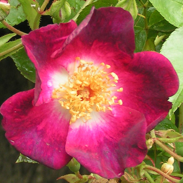 Bloomfield Courage - Red Rambling Rose
